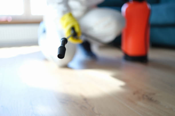 Best Basement Mold Removal  in Saxapahaw, NC