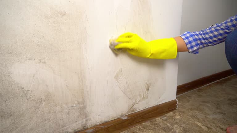Best Mold Odor Removal Services  in Saxapahaw, NC