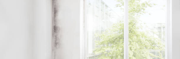 Best Post-Construction Mold Inspection  in Saxapahaw, NC