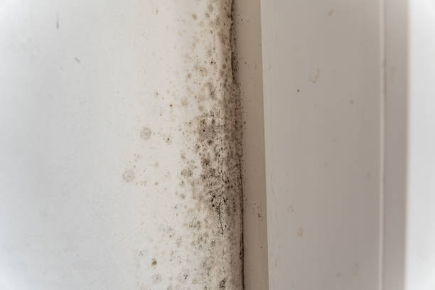 Professional Mold Removal in Saxapahaw, NC