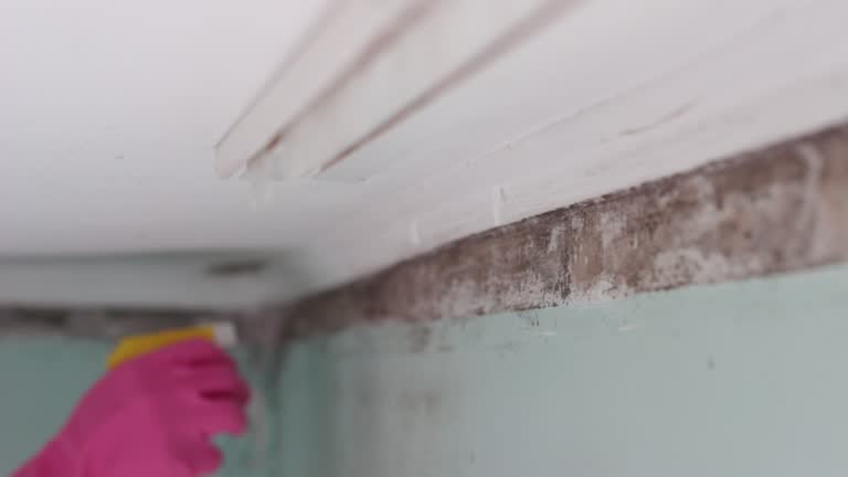 Dehumidification Services in Saxapahaw, NC